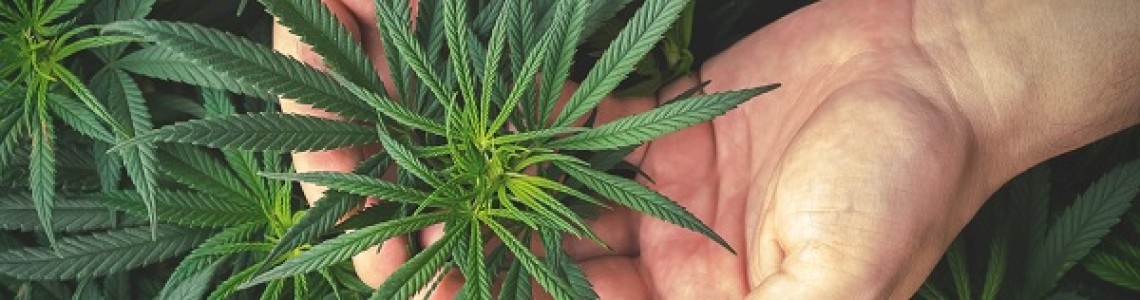 Health and CBD. A perfect combination.