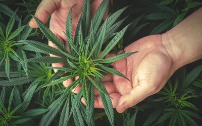 Health and CBD. A perfect combination.