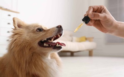 CBD for Pets: Benefits, Uses, and Things to Consider. CBD for Pets: Benefits, Uses, and Things to Consider.