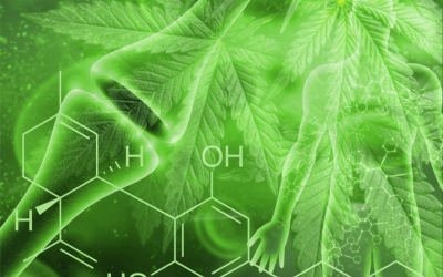 What is endocannabinoid system?