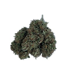Hempower CBD Flower "King Louis XIII" 100% CBD 10G