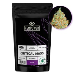 Hempower Seeds  fem. Critical Mass 5pcs Hempower Seeds  fem. Critical Mass 5pcs