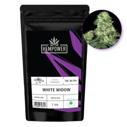 Hempower Seeds White Widow fem. 2pcs Hempower Seeds White Widow fem. 2pcs